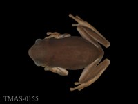 藏品(中國樹蟾)的圖片